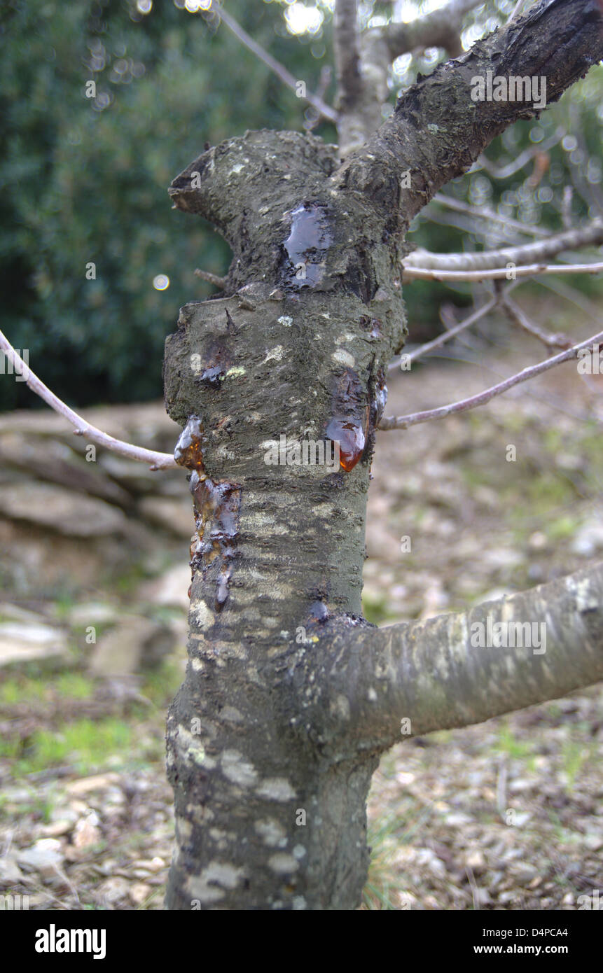 Questo albero sta avendo una reazione gummosis, una situazione di stress per la struttura ad albero Foto Stock