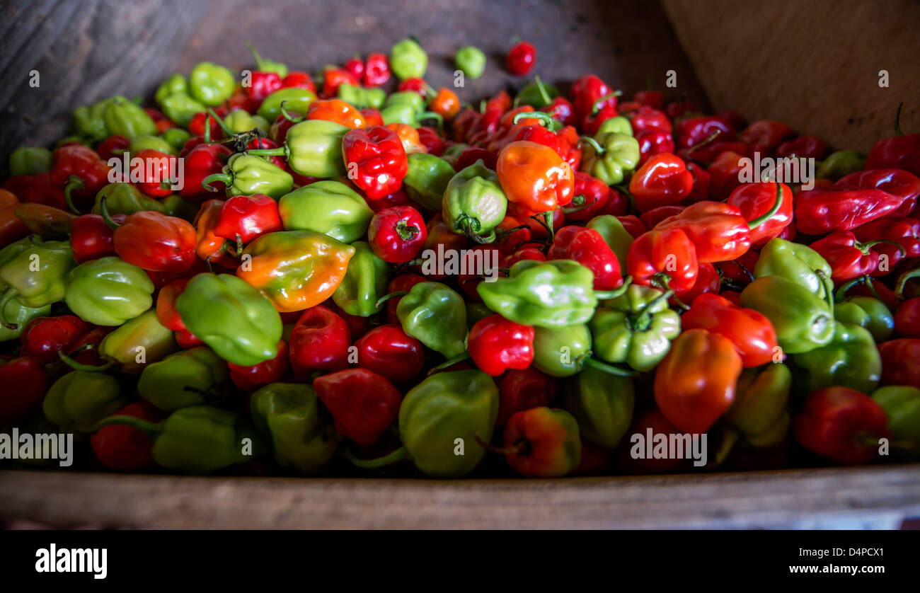 Peperoncini piccanti per la vendita in un mercato nel mercato Cheapside, Bridgetown, Barbados, Caraibi, West Indies Foto Stock