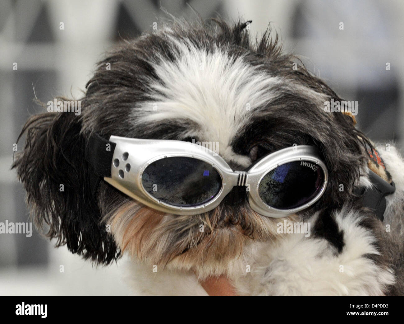 Lini?, una shih tzu, indossa gli occhiali da sole per cani durante il cane  amante?s festival ?h.und? al castello di Greifenberg, Germania, 06 giugno  2009. Il festival è tutto su ?man?s migliore