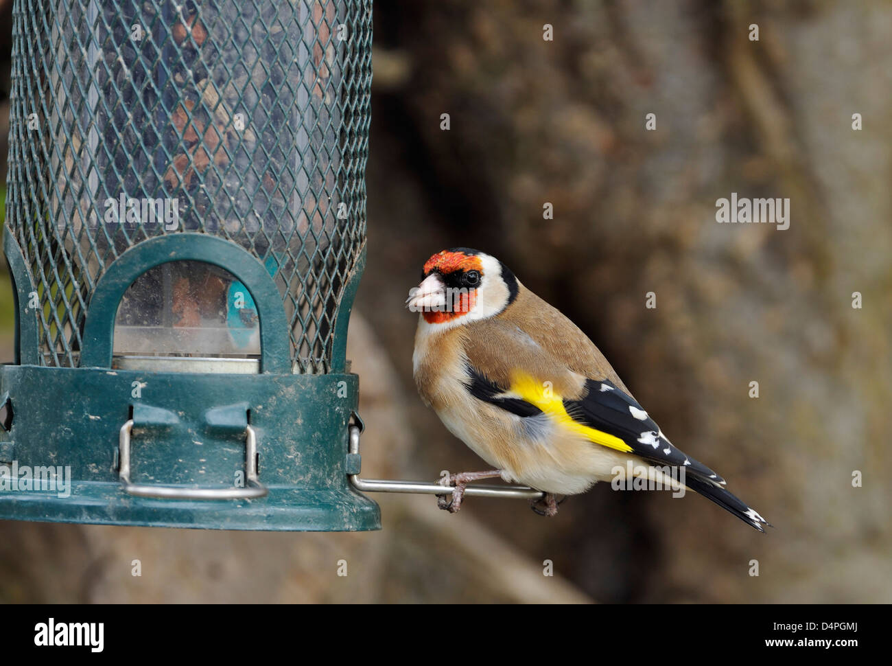 Cardellino - Carduelis carduelis sul seme Bird Feeder Foto Stock