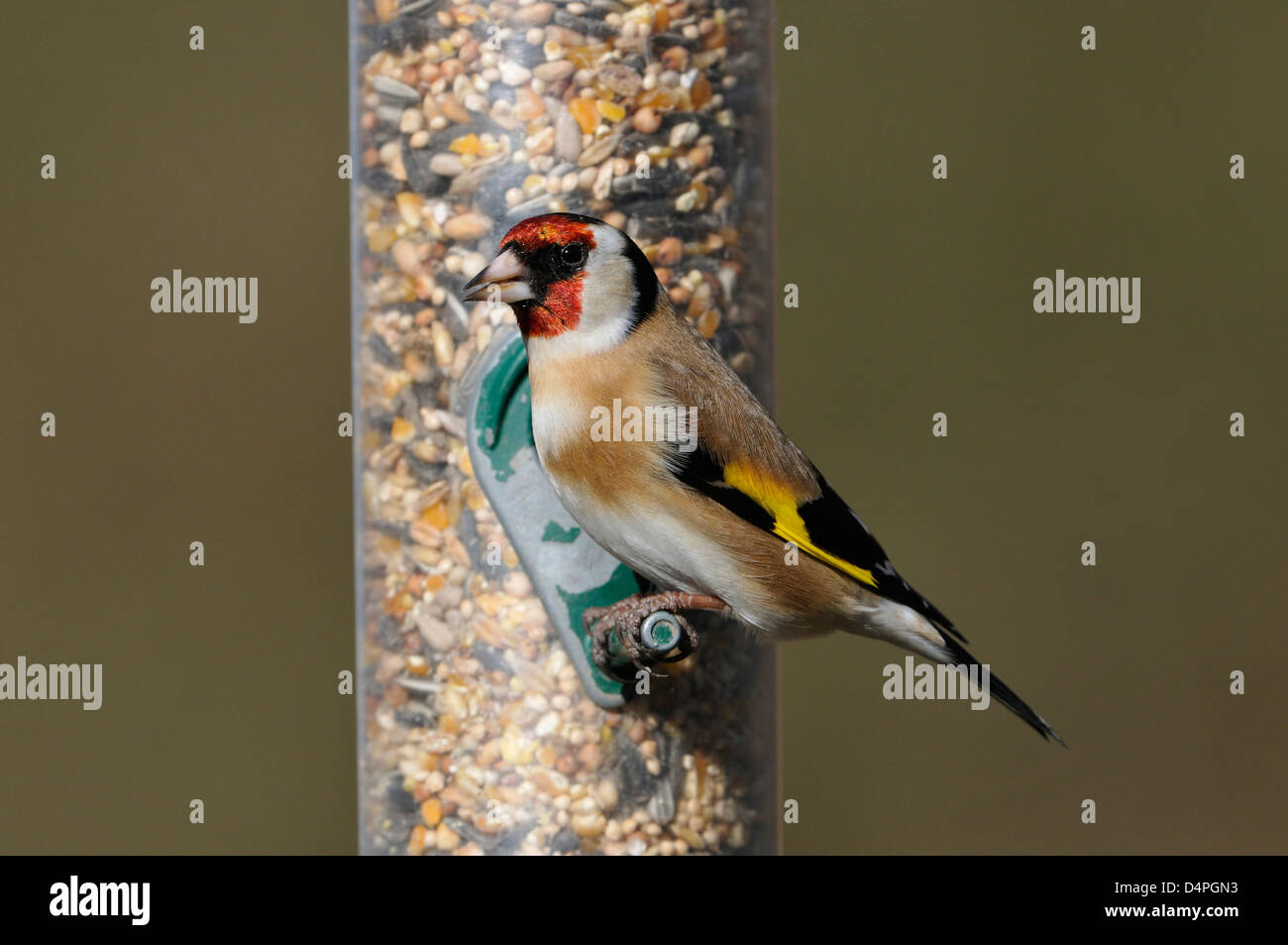 Cardellino - Carduelis carduelis sul seme Bird Feeder Foto Stock