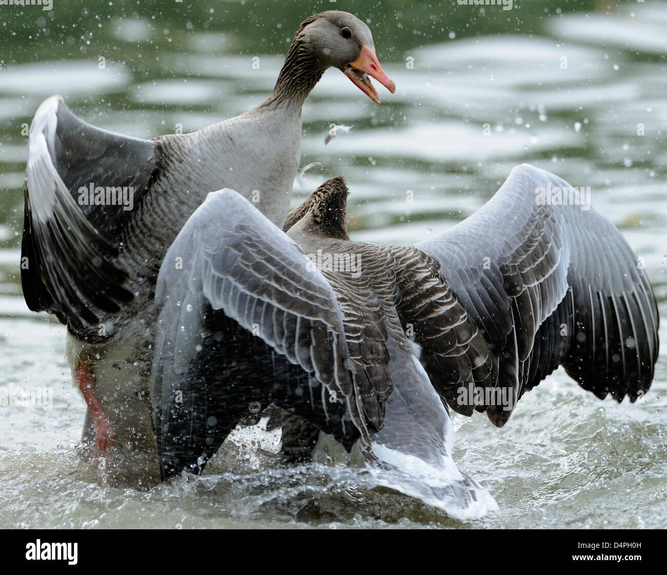 Due oche grigie (Lat. Anser anser) sbattere le loro ali sull'acqua in Germania, 22 aprile 2009. Foto: Ronald Wittek Foto Stock