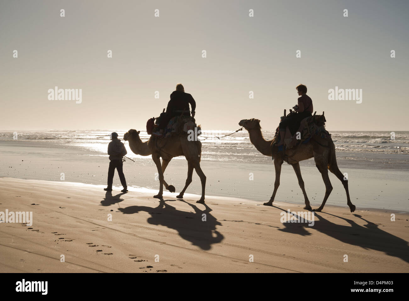 I turisti di marcia sui cammelli sulla spiaggia a Essaouira, Marocco Foto Stock