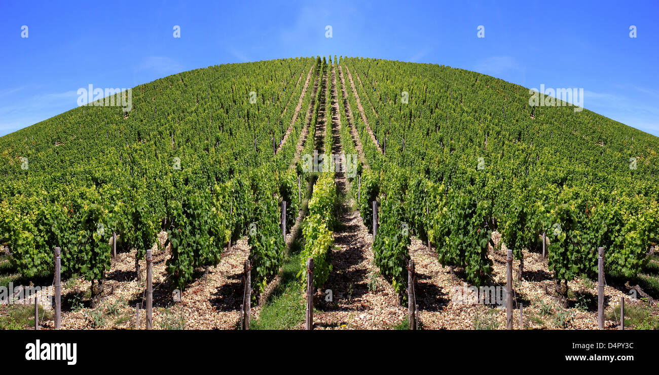 Paesaggio con righe di venti in una vigna vista Foto Stock