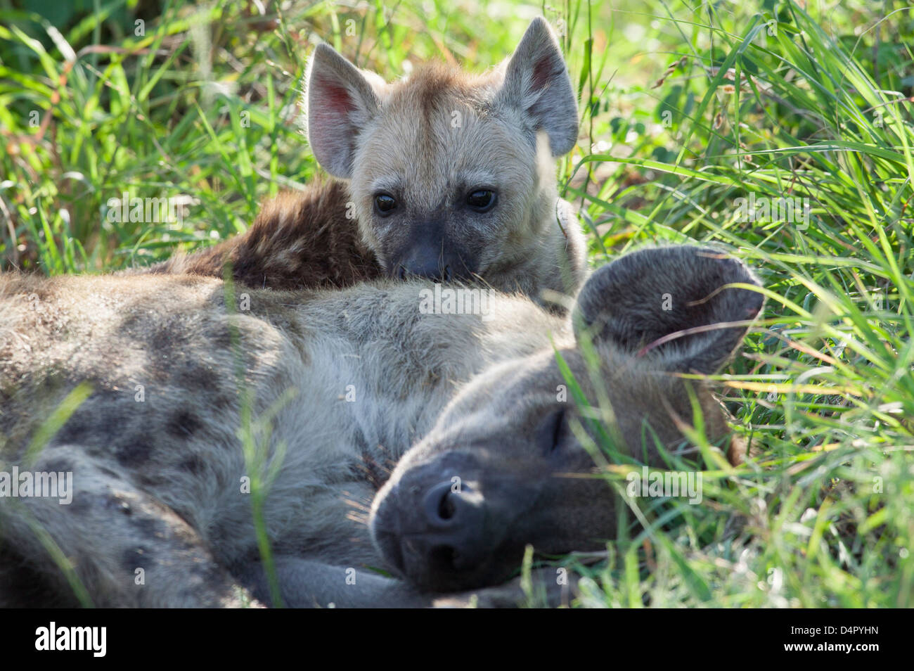 Due Spotted hyena Crocuta crocuta neonato nascondere dietro la madre del sonno Foto Stock