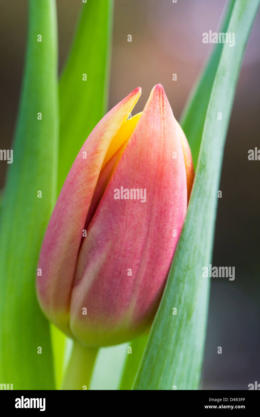 Un singolo di rosso e di giallo tulip flower testa. Foto Stock