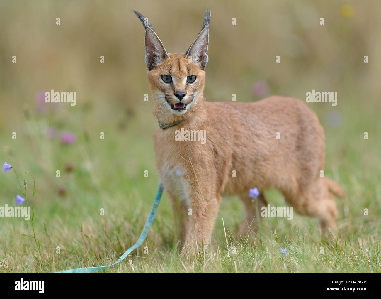 Sei-mese-vecchio caracal ?Joey? Sorge su di un prato a Giessen, Germania, 13 agosto 2009. Wildcat allevatore Patrick Ruehltargets al treno caracal per la caccia, come era comune in Iran e Iraq. Caracals sono in grado di stare in piedi un salto di quattro metri di altezza e di catturare anche gli uccelli. Foto: Uwe Anspach Foto Stock