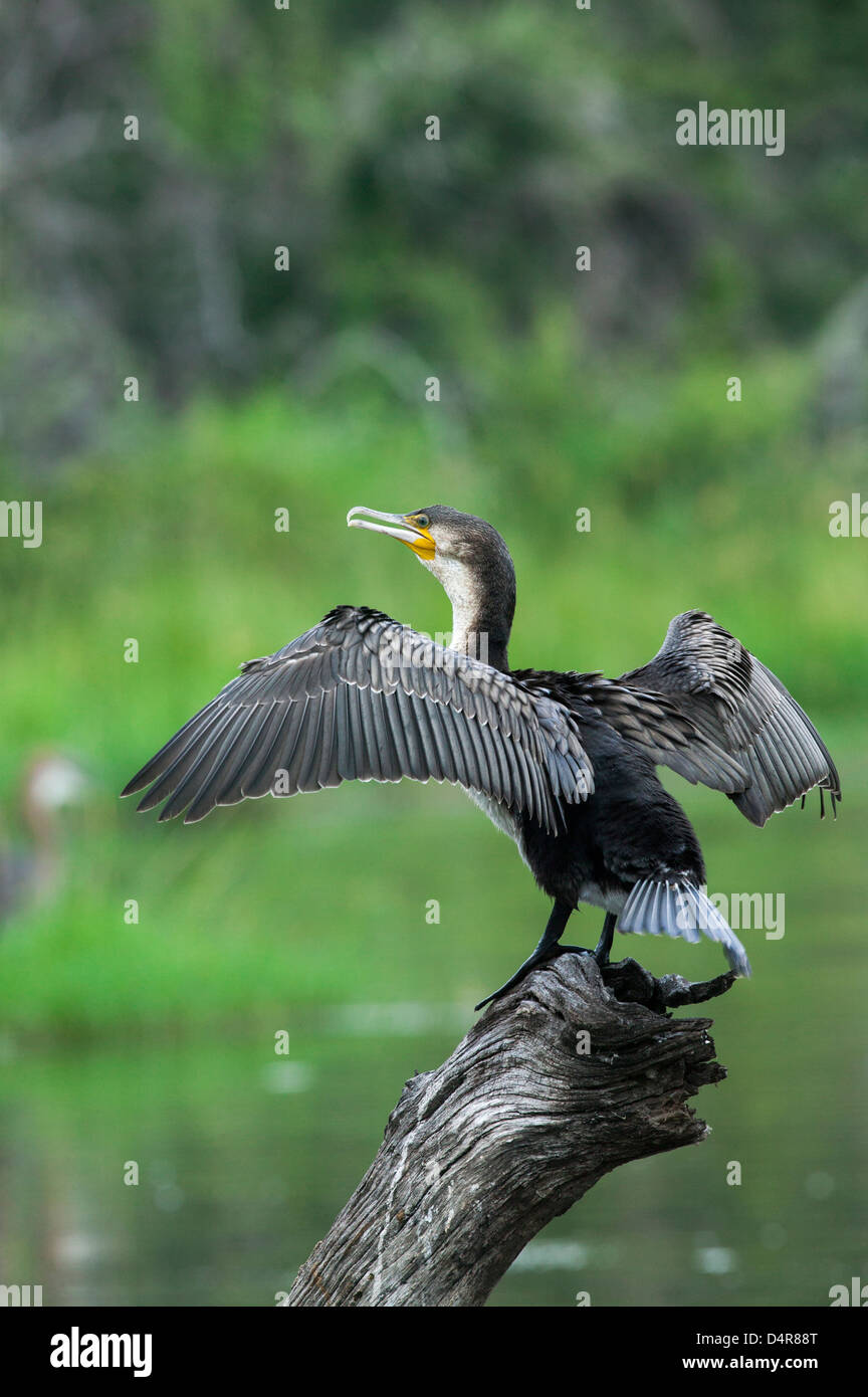 Petto bianco cormorano Phalacrocorax lucidus in piedi su un albero morto il moncone nel lago ali fuori teso l'asciugatura Foto Stock