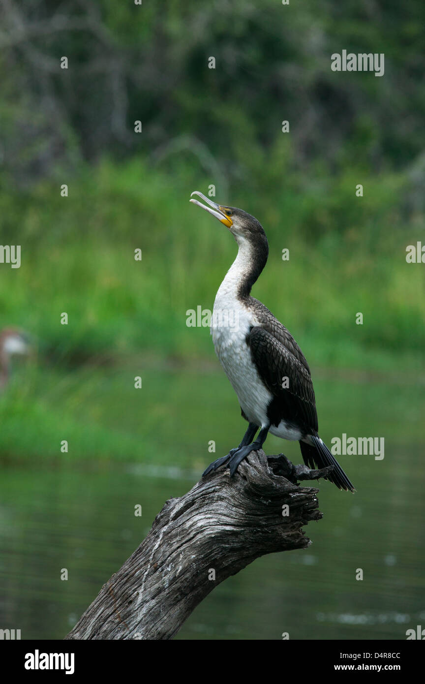 Petto bianco cormorano Phalacrocorax lucidus in piedi su un antico lago morto laterale tronco di albero asciugando fuori dopo un tuffo Foto Stock