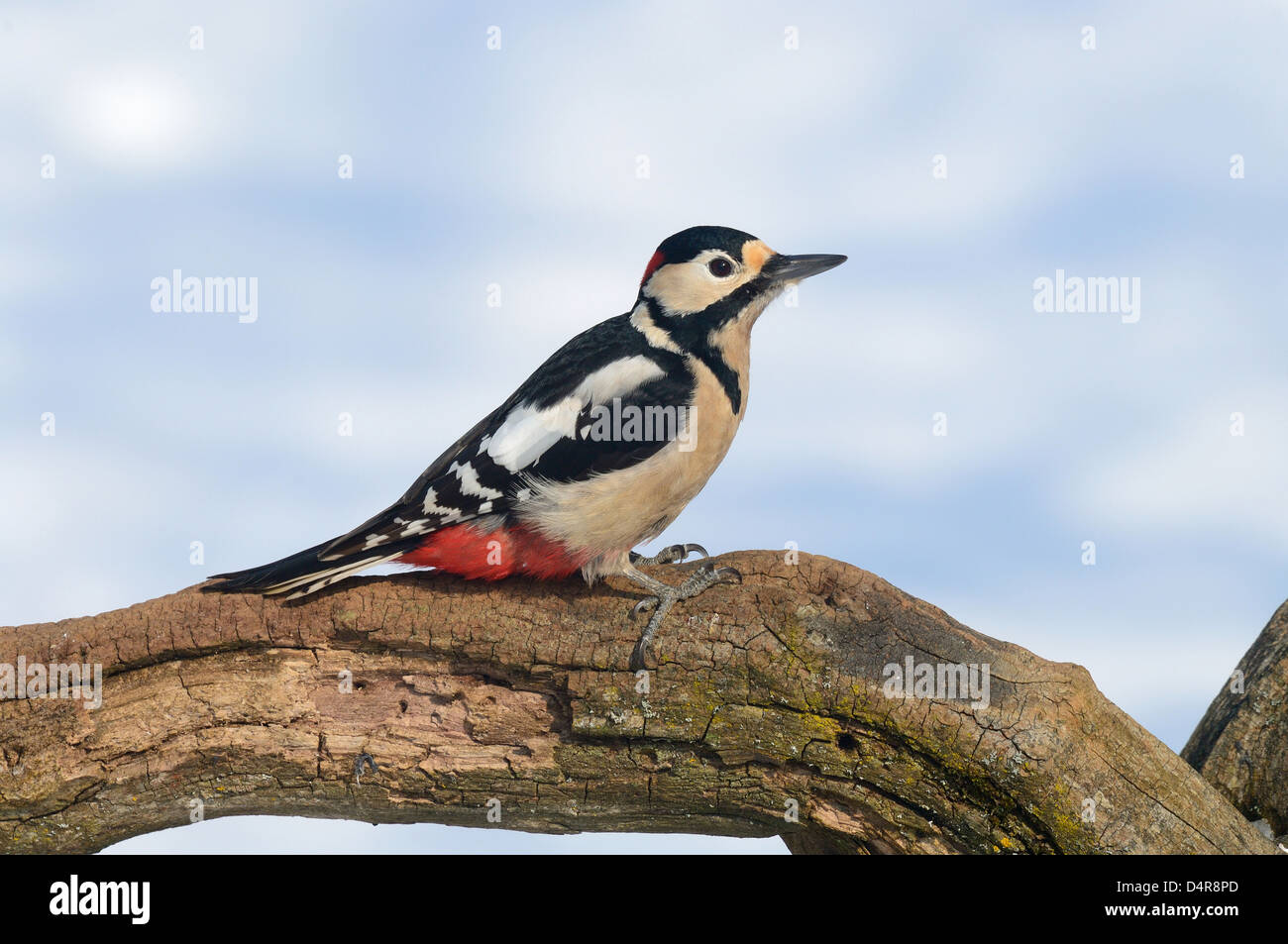 Großer Buntspecht, Männchen (Dendrocopos major), Picchio rosso maggiore, maschio • Ostalbkreis, Baden-Wuerttemberg, Deutschland Foto Stock