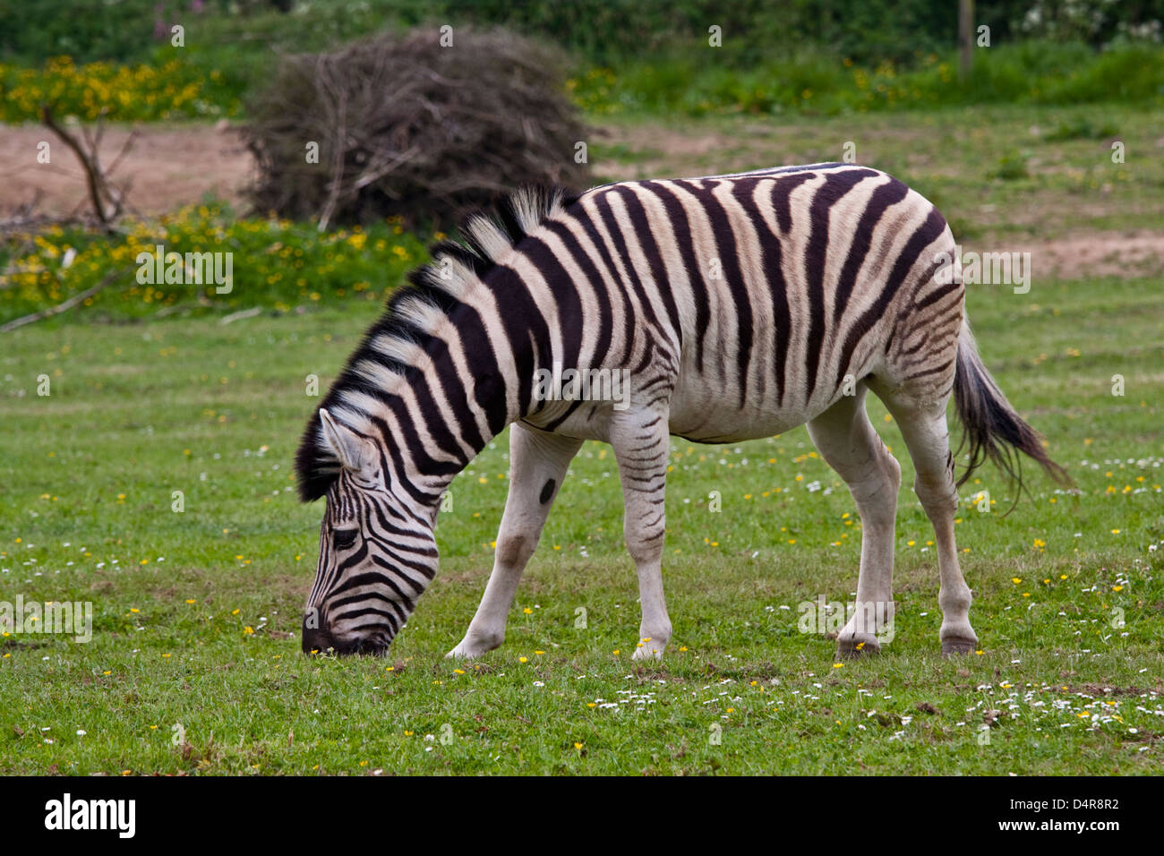 Damara o Burchell's Zebra (Equus quagga burchellii) Foto Stock