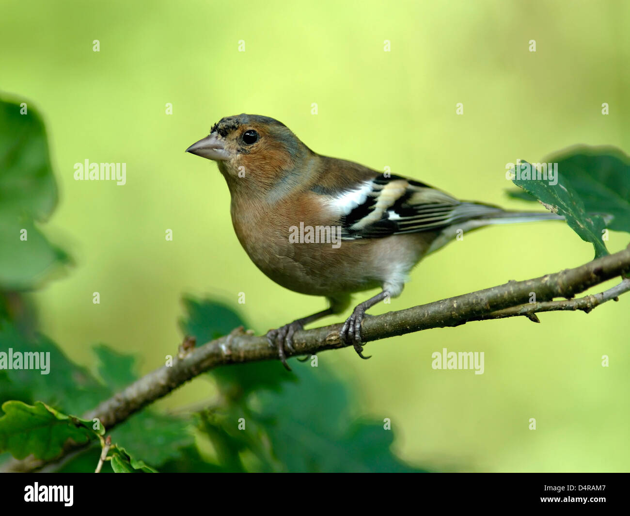 Fringuello ( Fringilla coelebs ) trespoli maschio tra i colorati di foglie di quercia Foto Stock