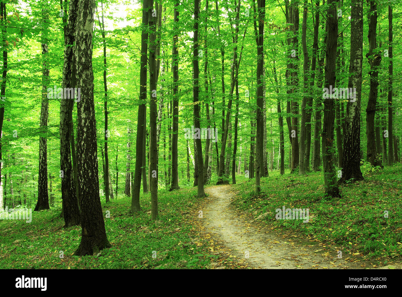 Gli alberi forestali. natura verde sfondi di legno Foto Stock