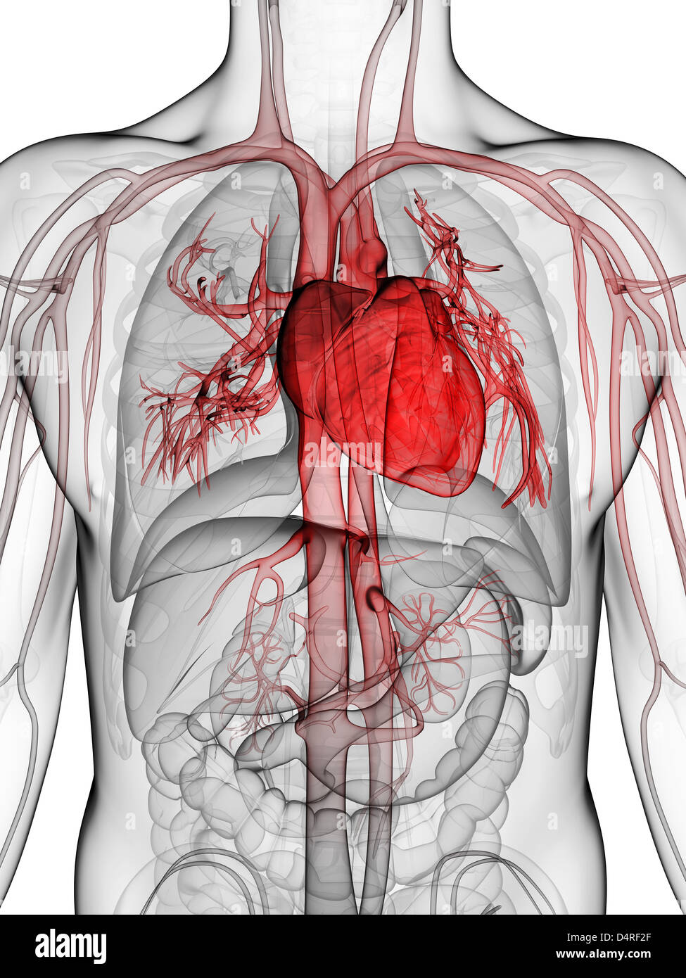 Evidenziate il cuore umano Foto Stock