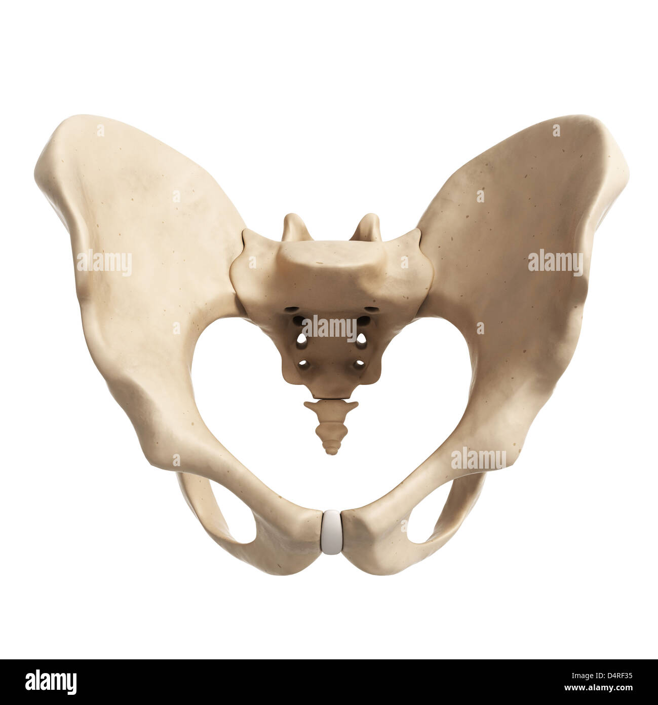 Umano dell'osso dell'anca Foto Stock