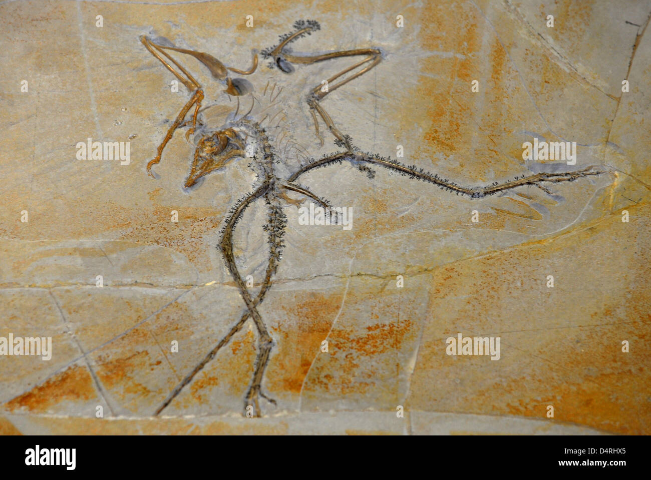 A 150 milioni di anno-vecchio originale fossili di Archaeopteryx(Archaeopteryx-Original Nr.10) visto presso il Museo Paleontologico di Monaco di Baviera, Germania, il 26 ottobre 2009. Il pezzo che è stato fino ad ora considerate perse, sarà scientificamente analizzato per la prima volta. Esso è programmato per essere messo in mostra a Monaco di Baviera Giorni di minerali. (?Mineralientage Muenchen?). Foto: FRANK LEONHARDT Foto Stock