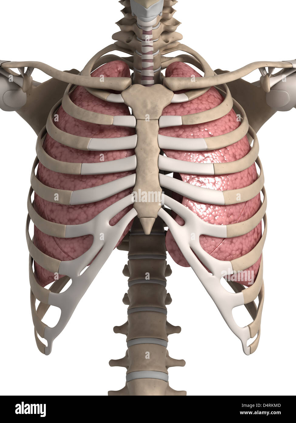 Anatomia del polmone e del torace Foto Stock