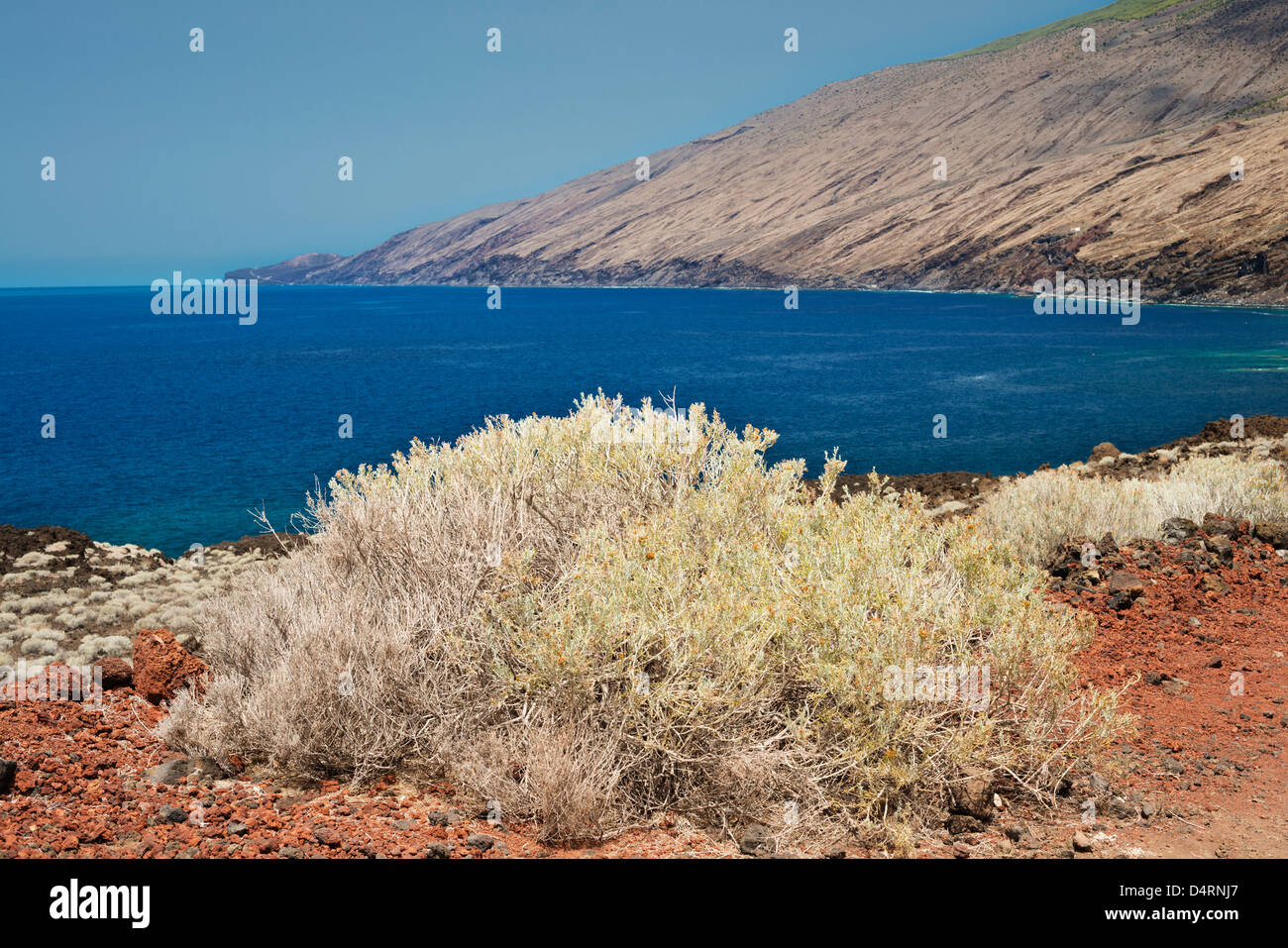 Salado cresce a Tacoron, El Hierro, Isole Canarie, con la lava-coperto crollo embayment di El Julan in background Foto Stock