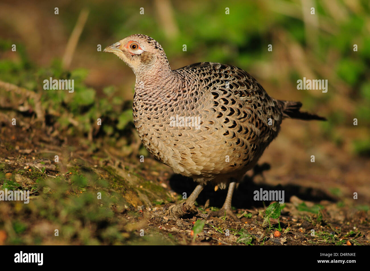 Una gallina fagiano comune Foto Stock