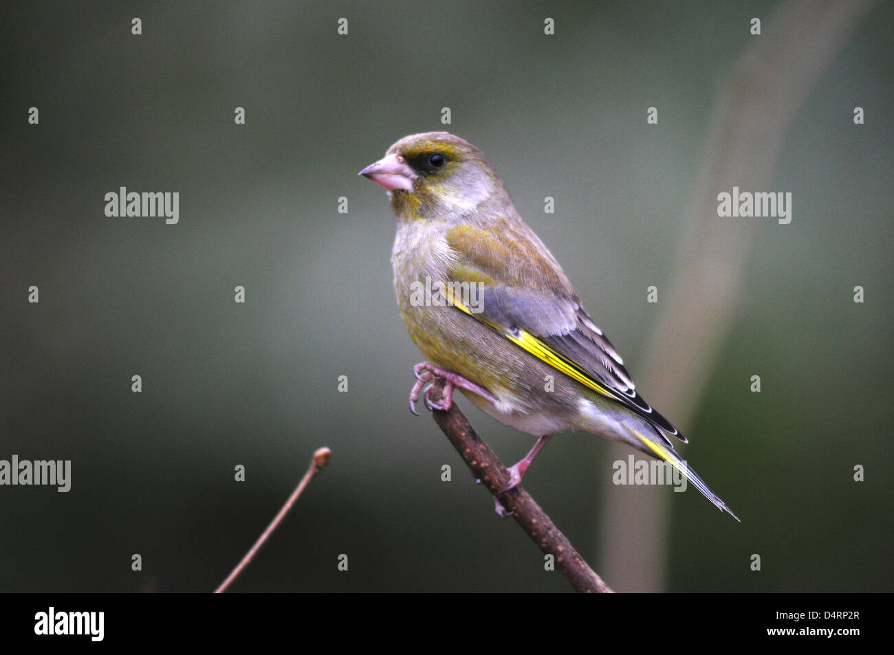 Un Verdone Foto Stock