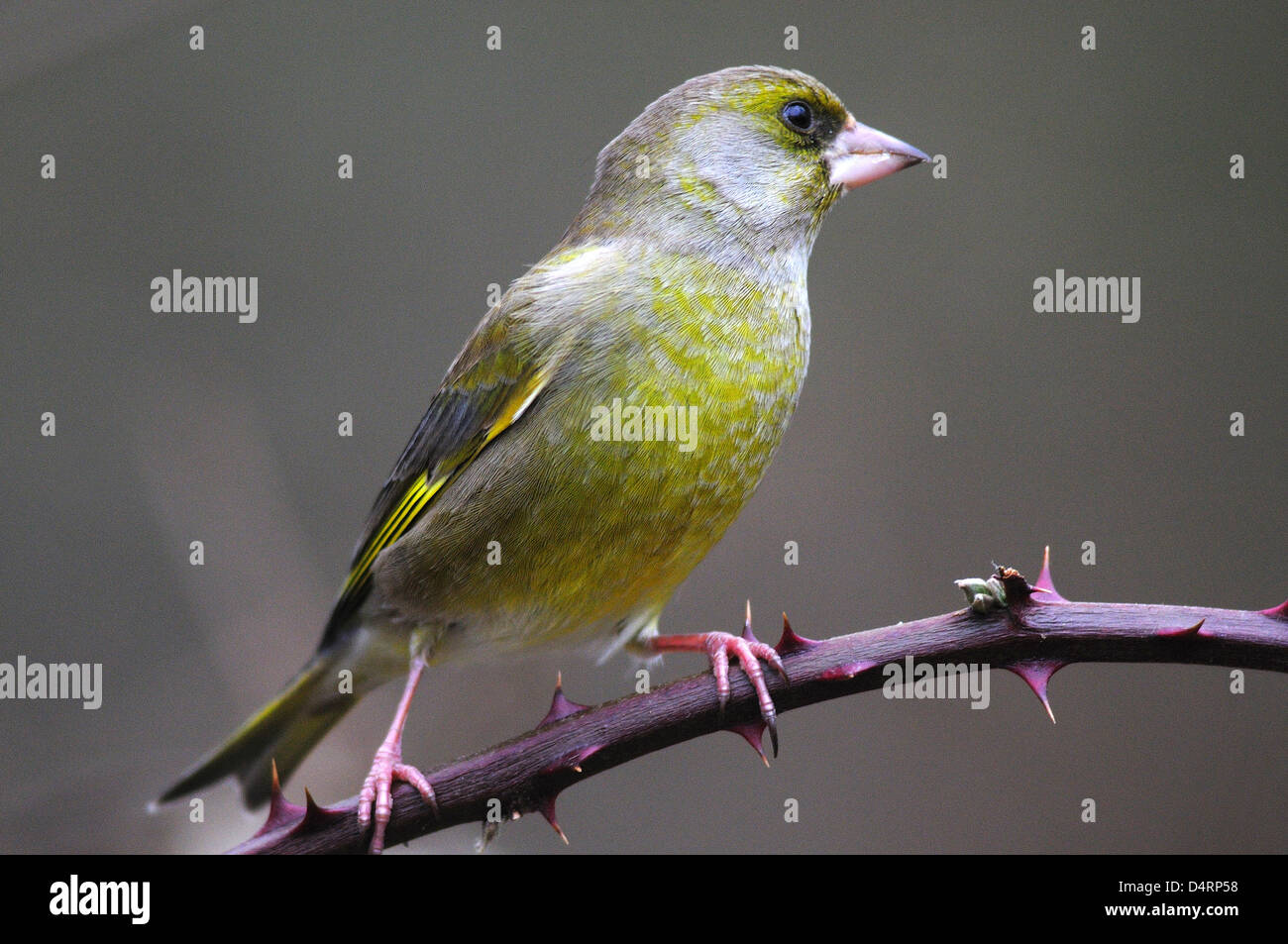 Un verdone su un rovo Foto Stock