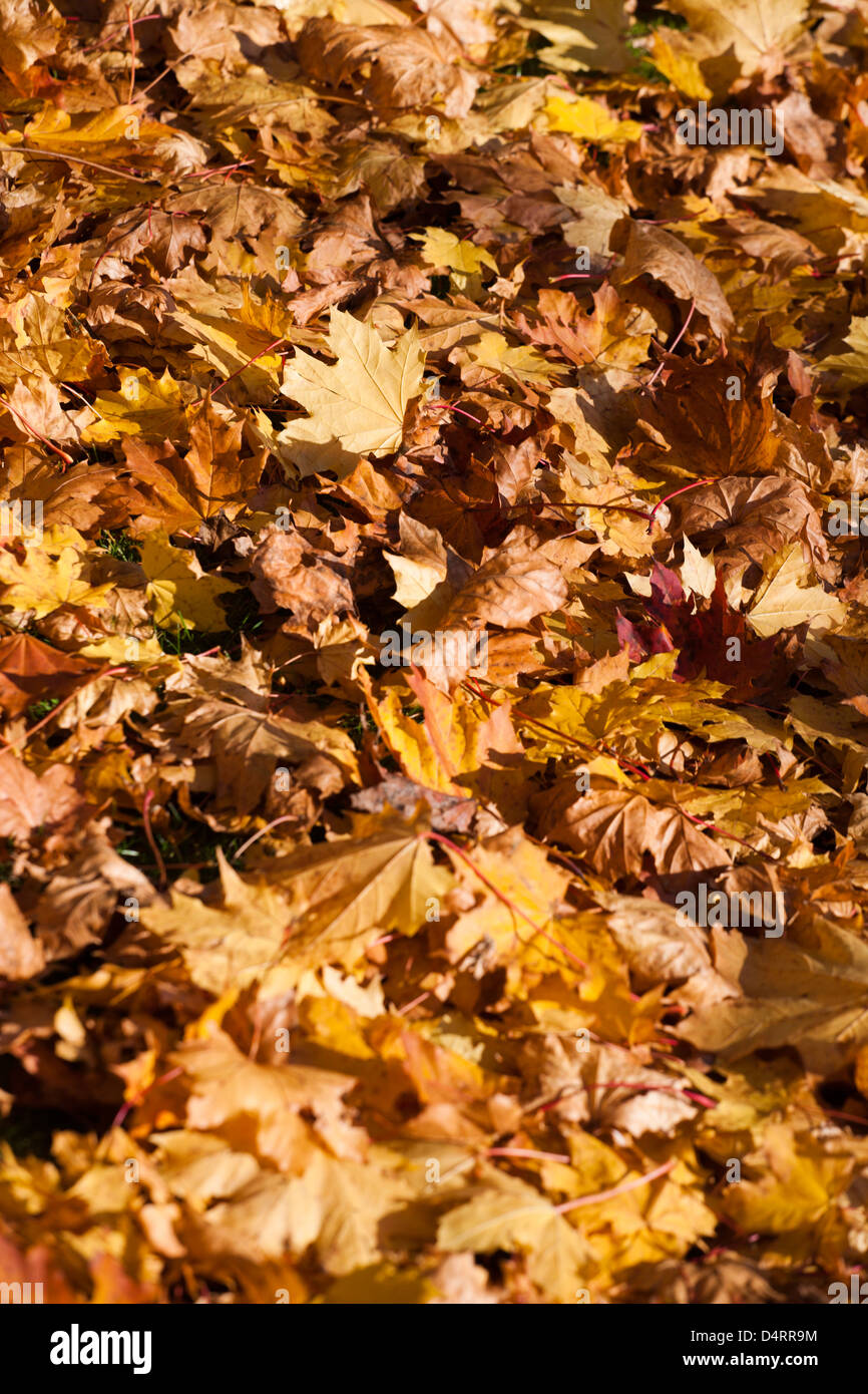 Messa a fuoco poco profonda IMMAGINE DEL caduto foglie di autunno Foto Stock