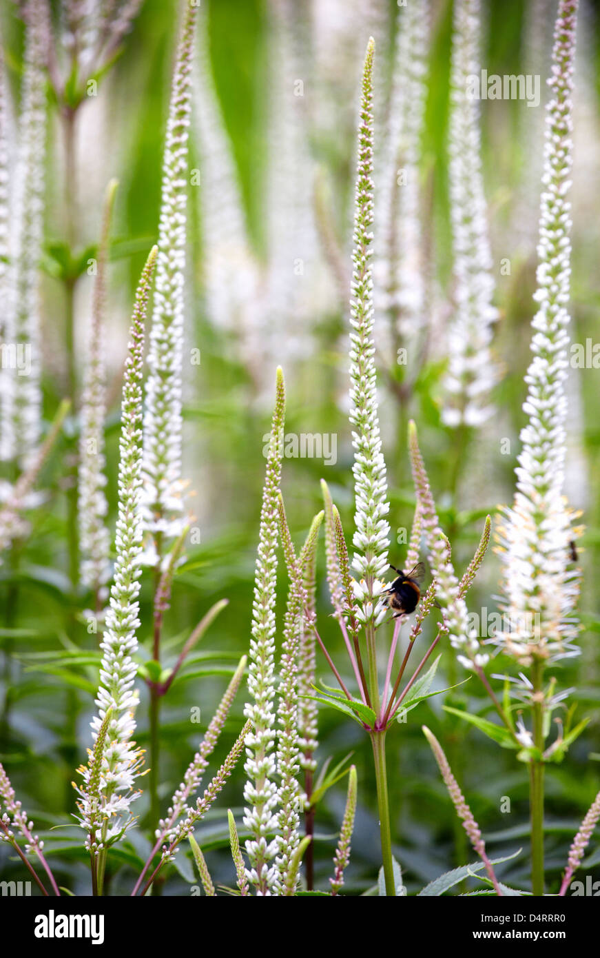 Spike speedwell Veronica spicata icicle Foto Stock