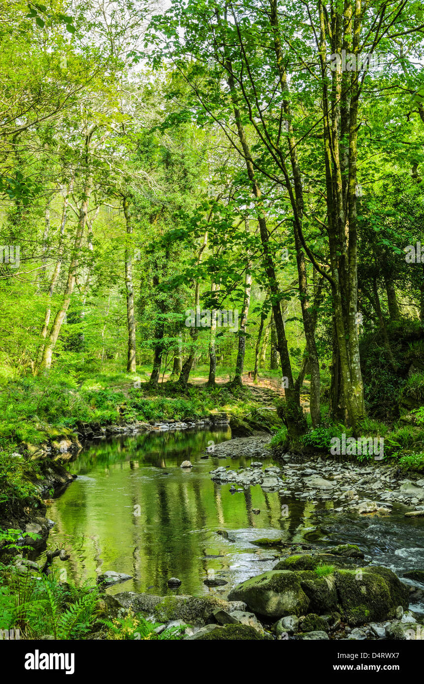 L'Oriente Lyn fiume che scorre attraverso il legno Barton in Exmoor durante la primavera nei pressi di Rockford, Devon, Inghilterra. Foto Stock