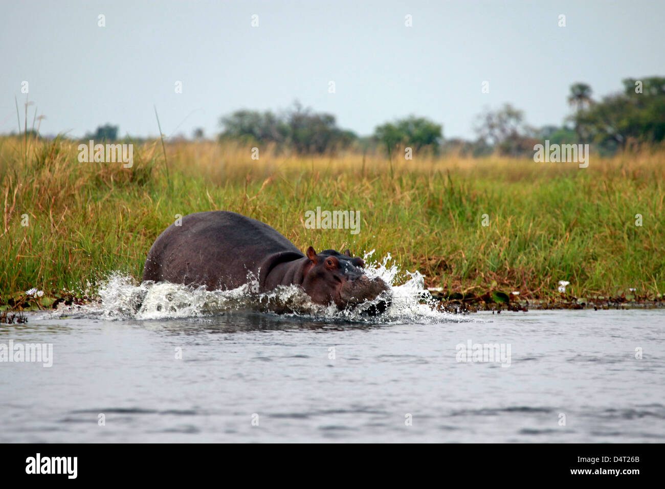 Il Botswana, Okavango Delta. Ippopotami dell'Okavango Delta. Foto Stock