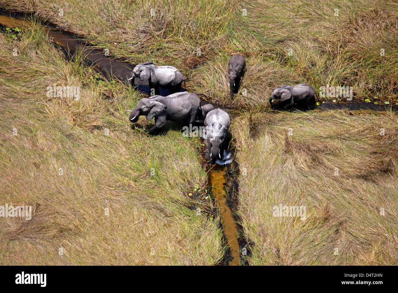 Il Botswana, Okavango Delta. Vista aerea con elicottero safari di elefanti in Okavango Delta. Foto Stock