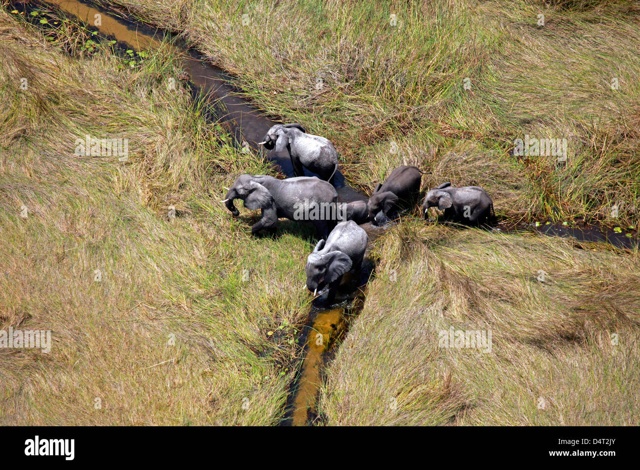 Il Botswana, Okavango Delta. Vista aerea con elicottero safari di elefanti in Okavango Delta. Foto Stock