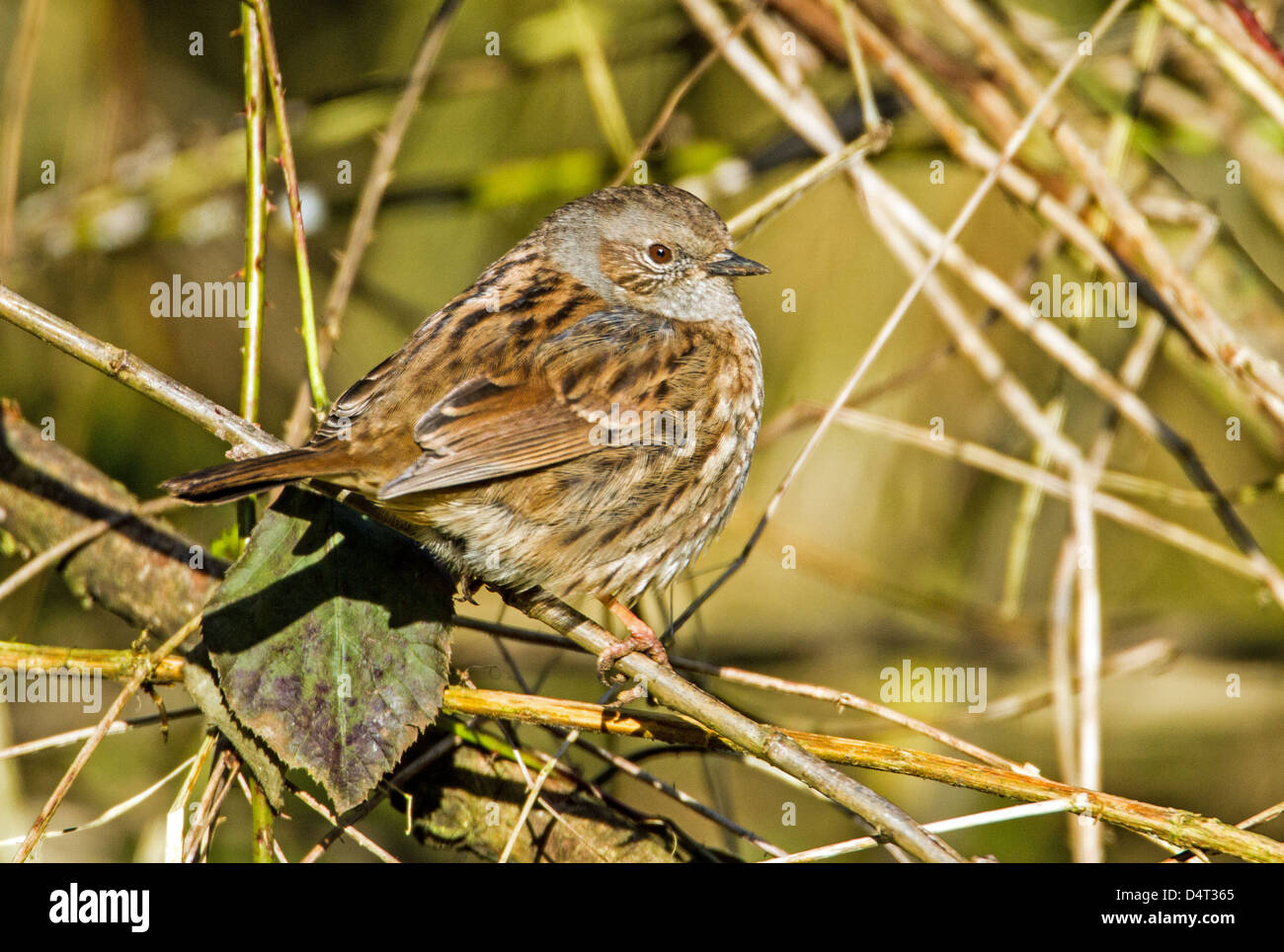 Dunnock (hedge sparrow) di sottobosco Foto Stock