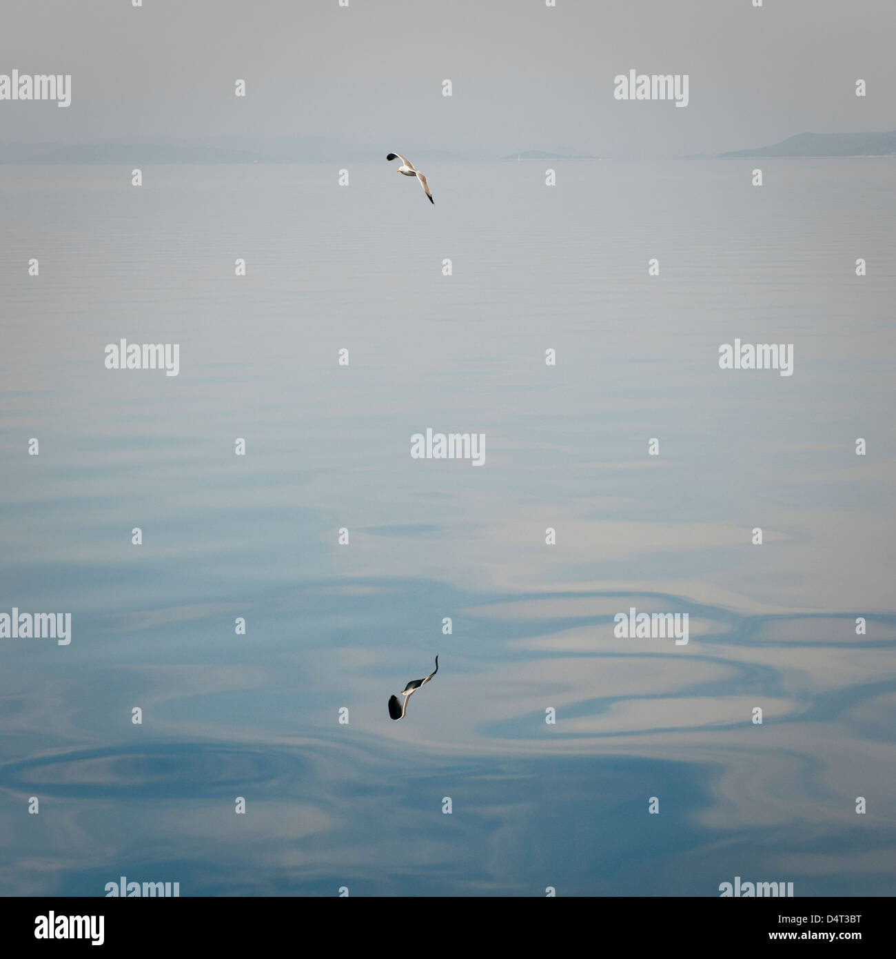 Piomba seagull. Foto Stock
