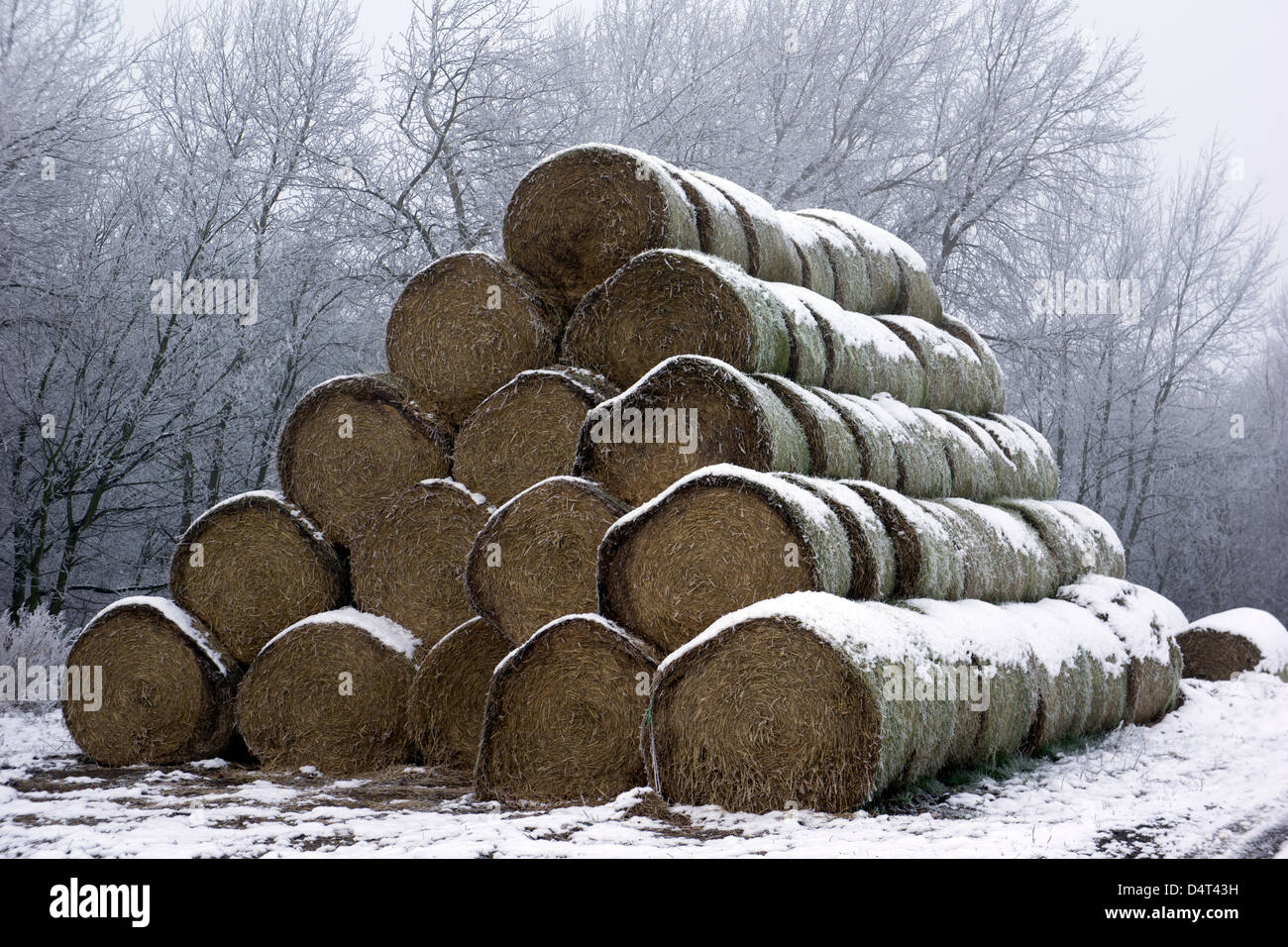 Scene invernali intorno a Doncaster con una casa di pietra ricoperta di neve, una persona che cammina attraverso un sentiero boschivo ghiacciato e impronte attraverso il fiel innevato Foto Stock