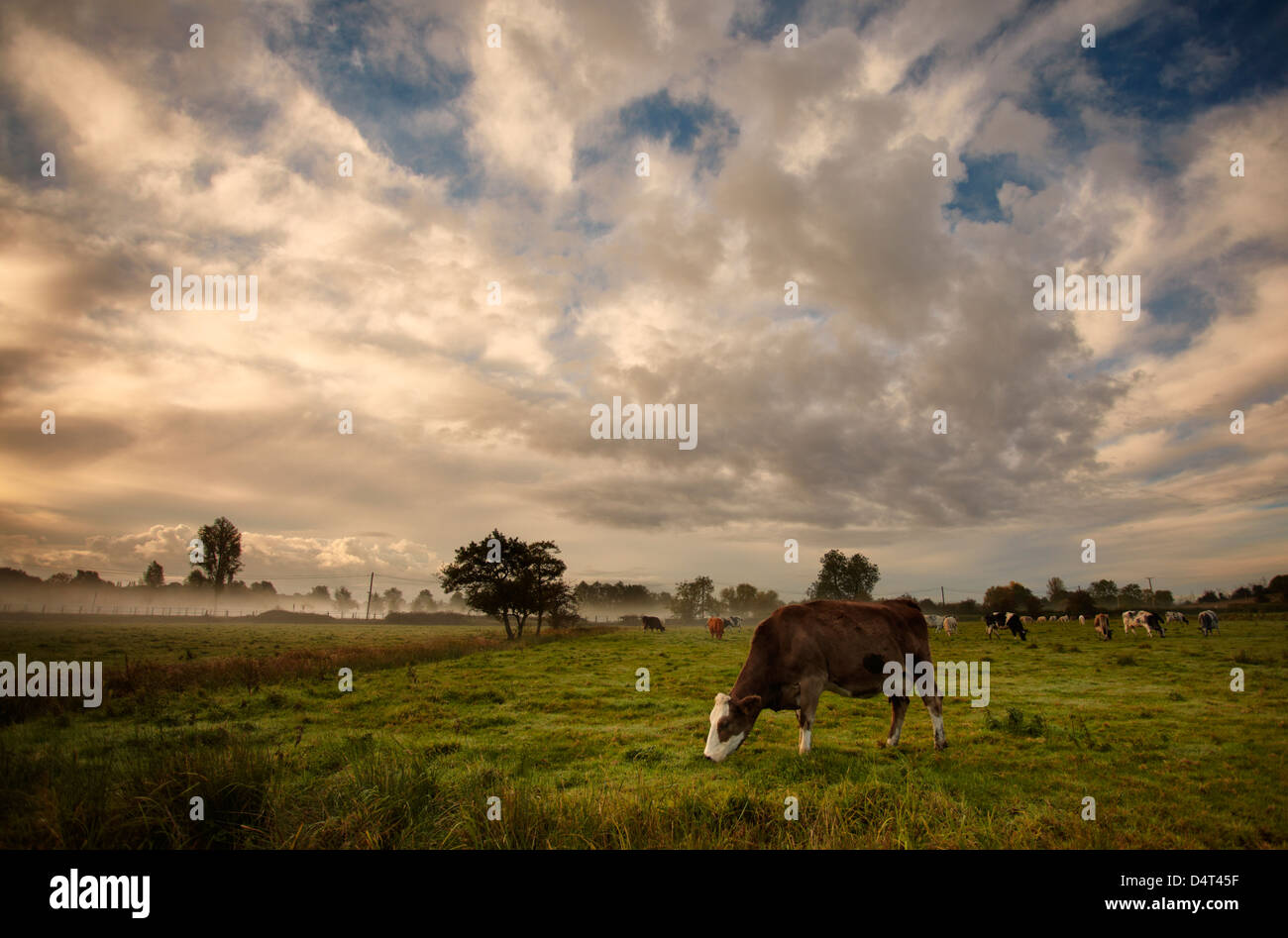 Allevamento di bovini da carne che pascolano nella Waveney Valley, England, Regno Unito Foto Stock