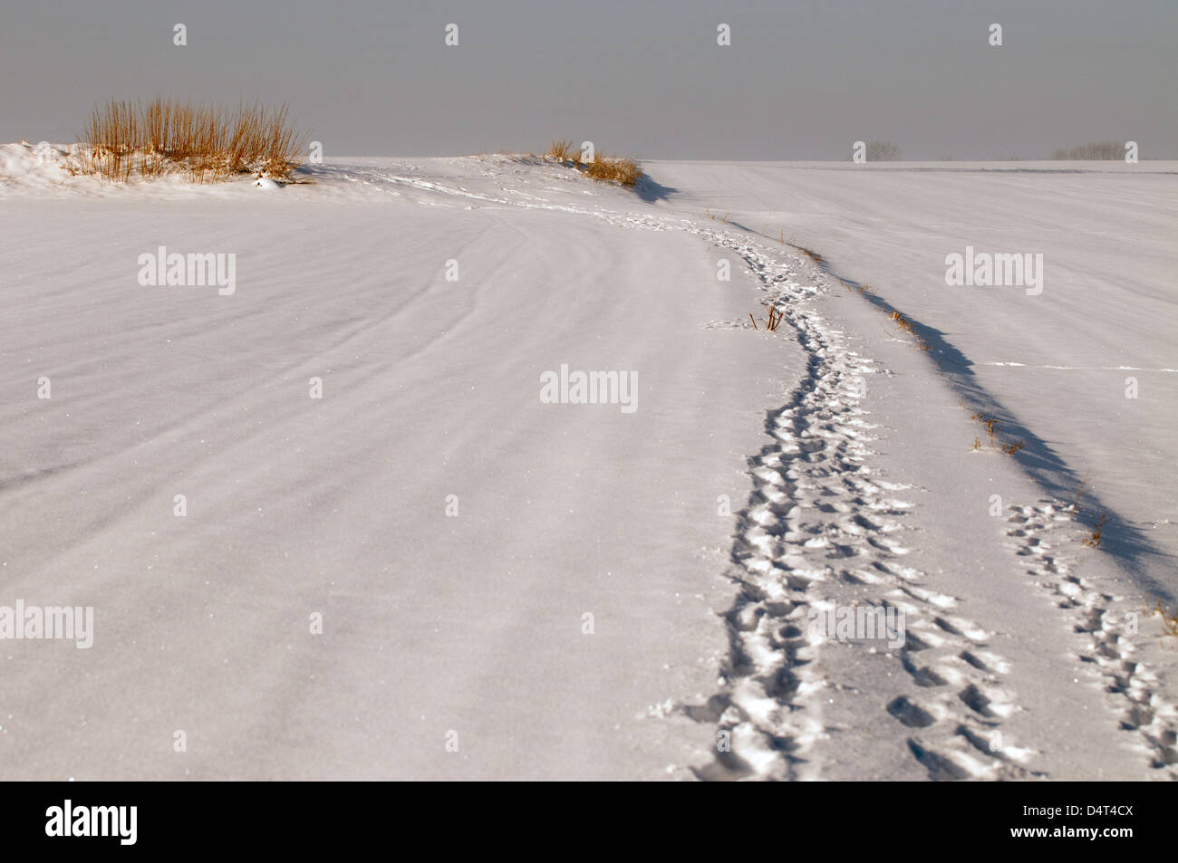 Scene invernali intorno a Doncaster con una casa di pietra ricoperta di neve, una persona che cammina attraverso un sentiero boschivo ghiacciato e impronte attraverso il fiel innevato Foto Stock