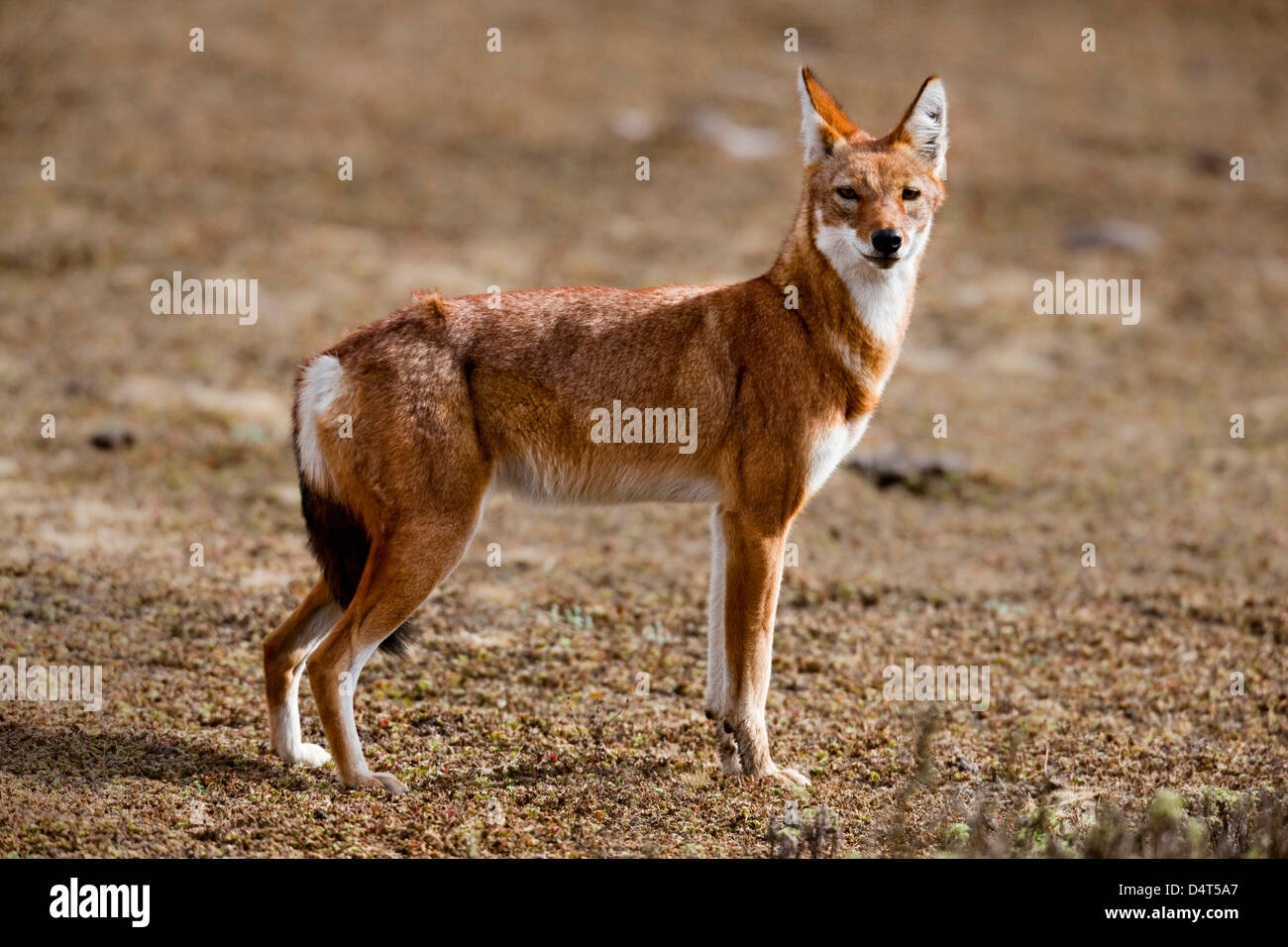 Etiope Lupo (Canis simensis), Bale Mountains National Park, Etiopia Foto Stock