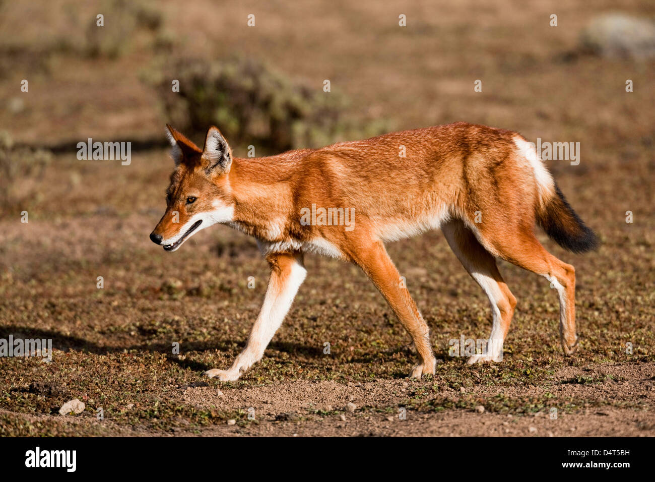 Etiope Lupo (Canis simensis), Bale Mountains National Park, Etiopia Foto Stock