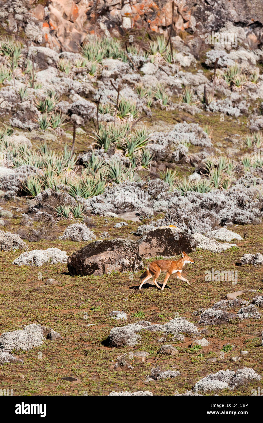 Etiope Lupo (Canis simensis), Bale Mountains National Park, Etiopia Foto Stock
