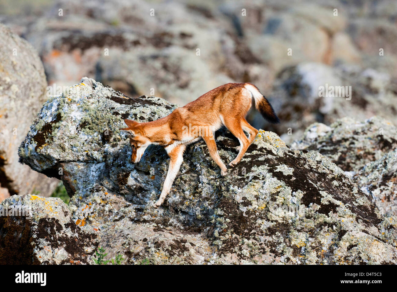 Etiope Lupo (Canis simensis), Bale Mountains National Park, Etiopia Foto Stock