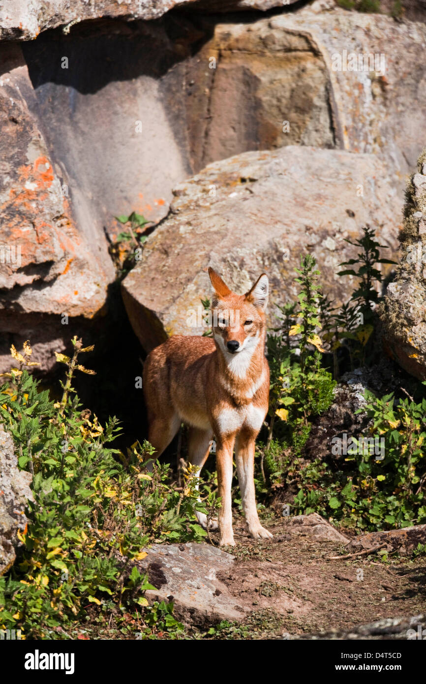 Etiope Lupo (Canis simensis), Bale Mountains National Park, Etiopia Foto Stock