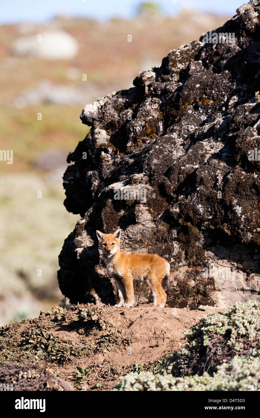 Etiope Lupo (Canis simensis), Bale Mountains National Park, Etiopia Foto Stock