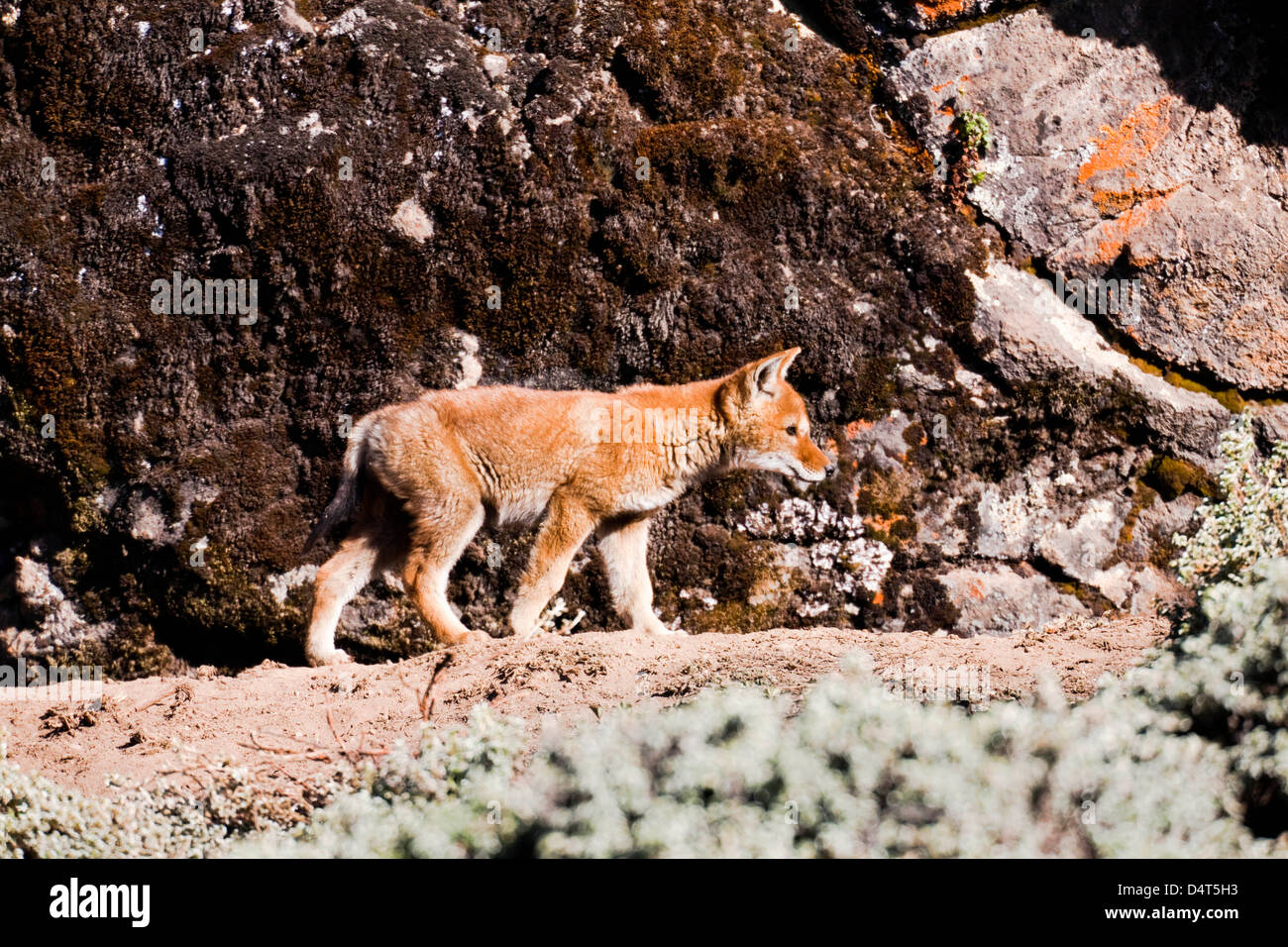 Etiope Lupo (Canis simensis), Bale Mountains National Park, Etiopia Foto Stock
