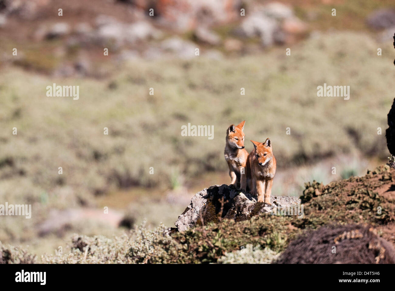 Etiope Lupo (Canis simensis), Bale Mountains National Park, Etiopia Foto Stock