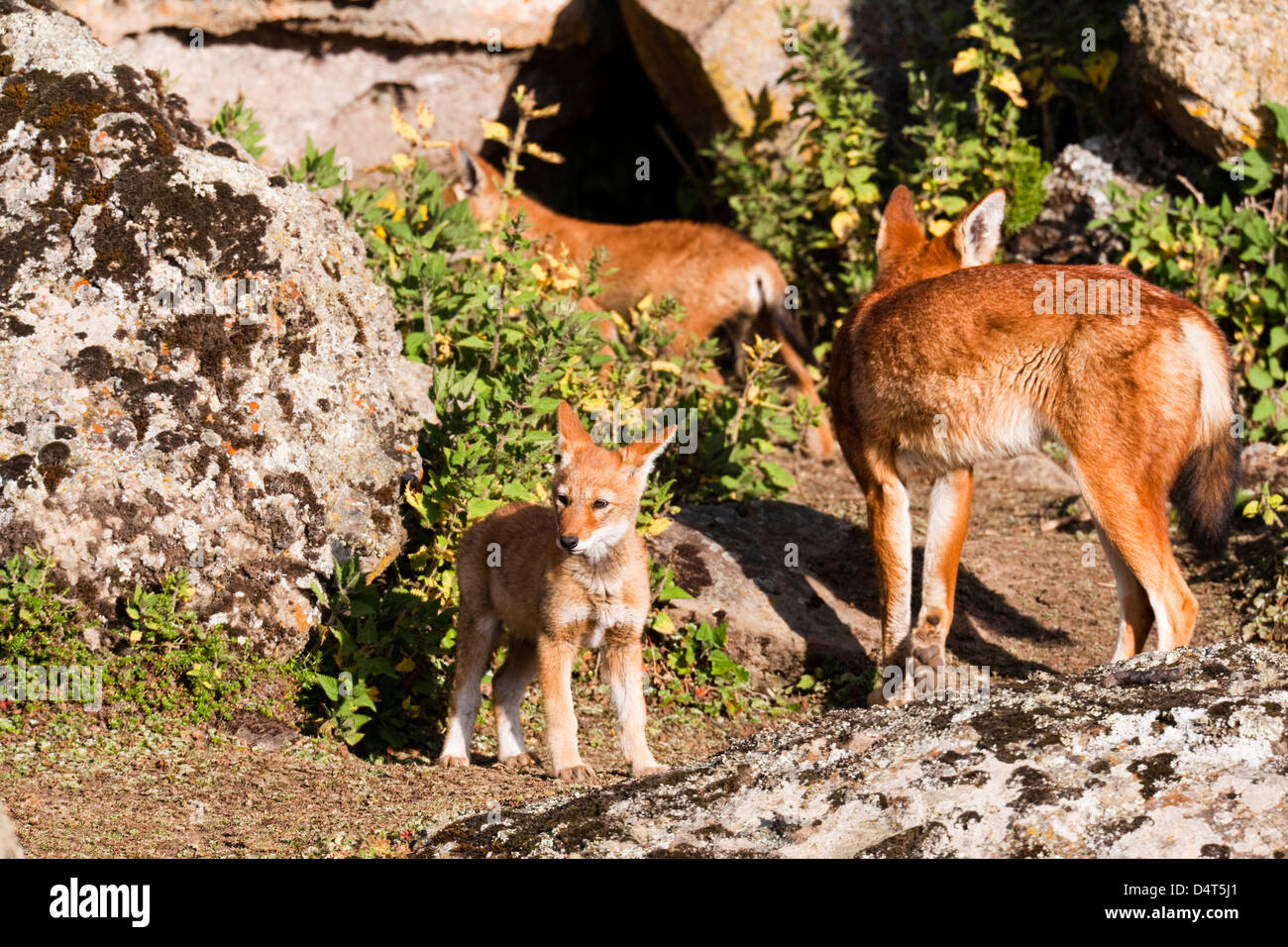 Etiope Lupo (Canis simensis), Bale Mountains National Park, Etiopia Foto Stock