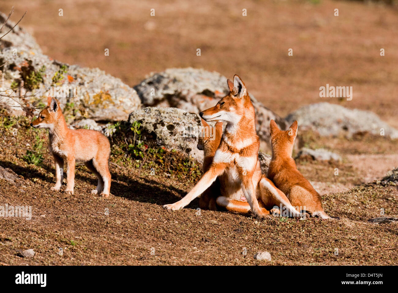 Etiope Lupo (Canis simensis), Bale Mountains National Park, Etiopia Foto Stock