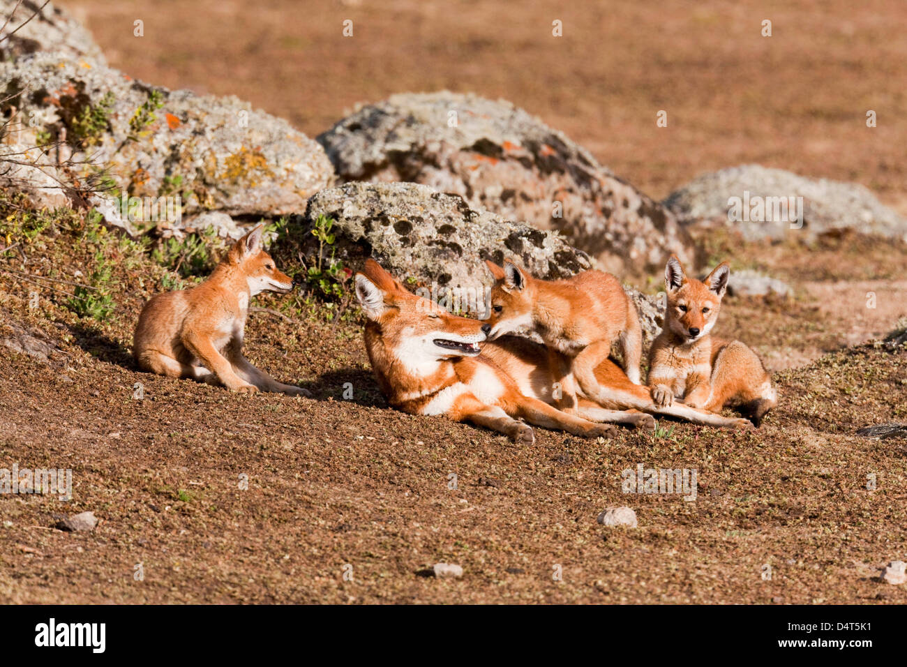 Etiope Lupo (Canis simensis), Bale Mountains National Park, Etiopia Foto Stock