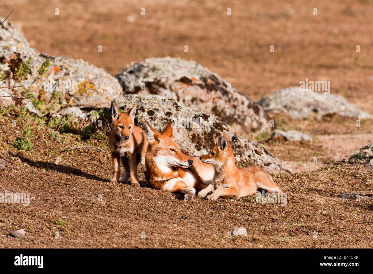 Etiope Lupo (Canis simensis), Bale Mountains National Park, Etiopia Foto Stock