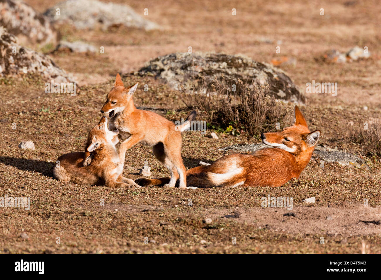 Etiope Lupo (Canis simensis), Bale Mountains National Park, Etiopia Foto Stock