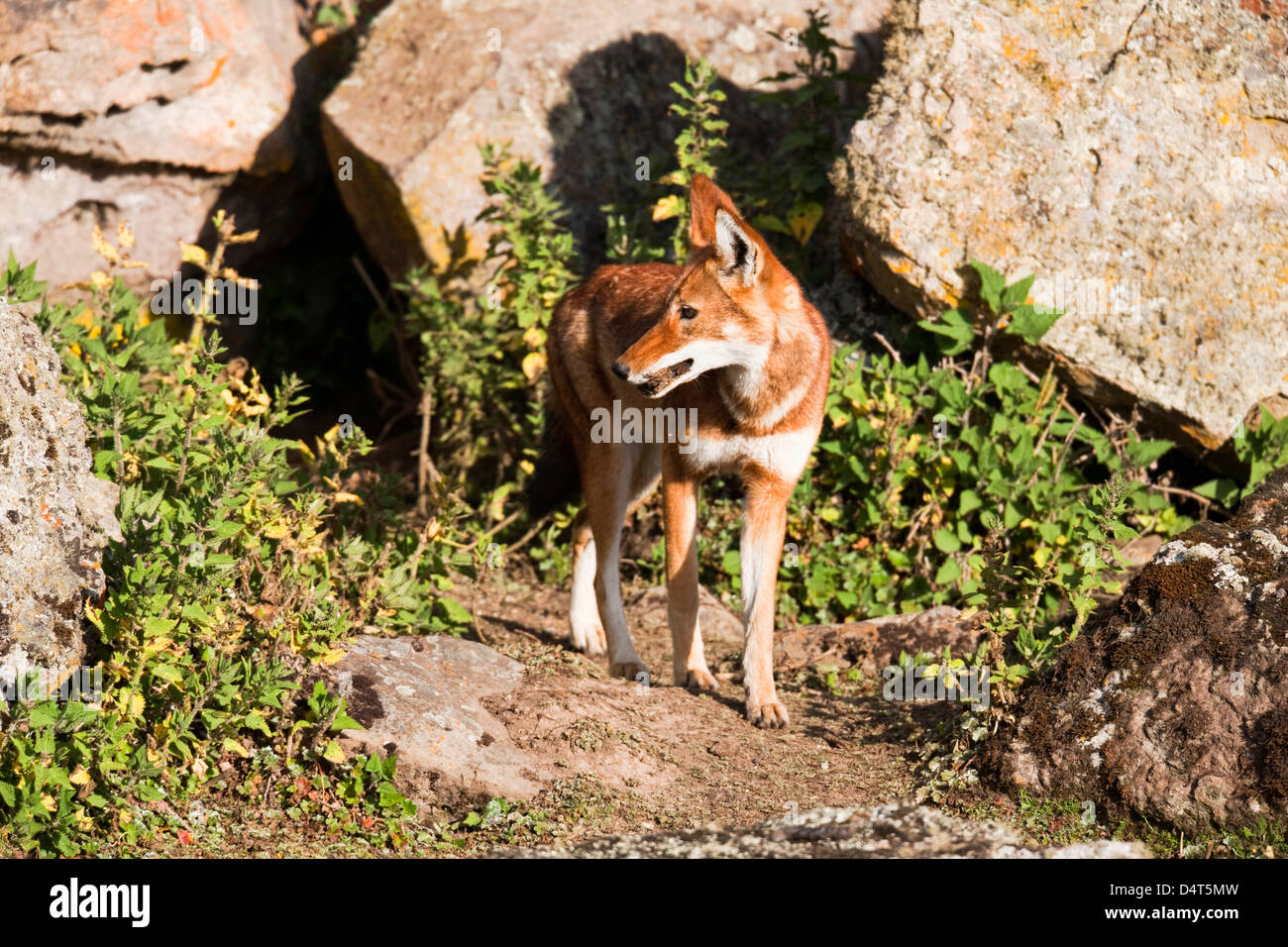 Etiope Lupo (Canis simensis), Bale Mountains National Park, Etiopia Foto Stock